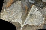 Fossil Ginkgo Leaf From North Dakota - Paleocene #174189-1